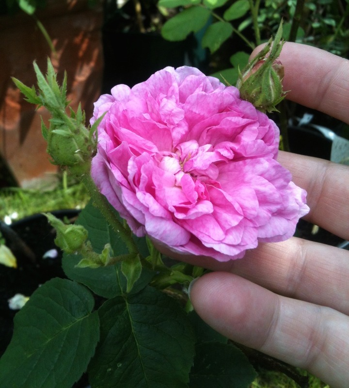 'Blush Damask' rose photo