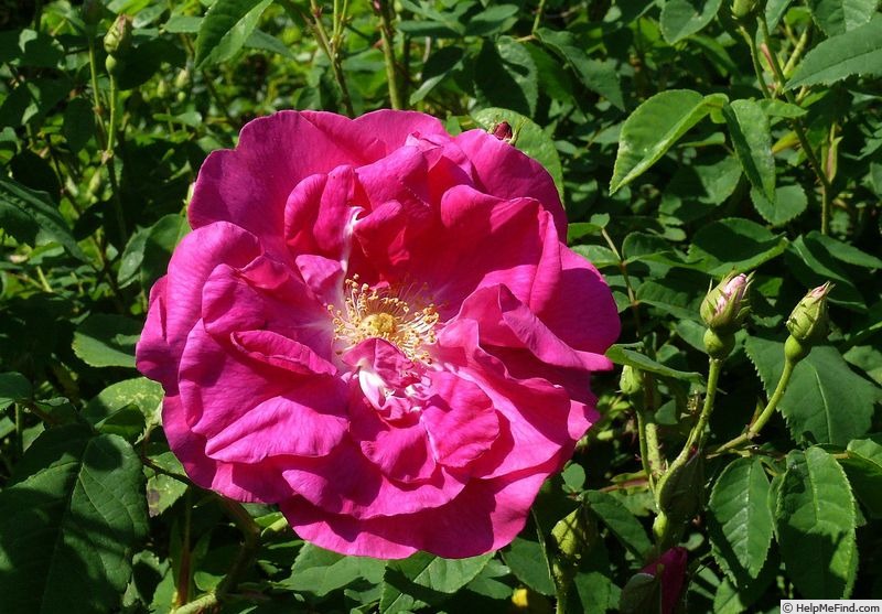 'Ayrshire Princess' rose photo