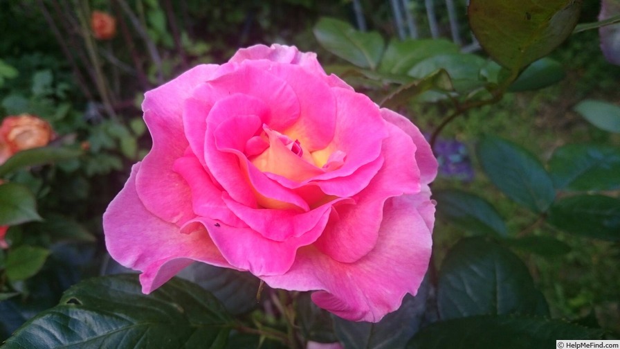 'Pink Paradise (hybrid tea, Delbard, 2004/11)' rose photo