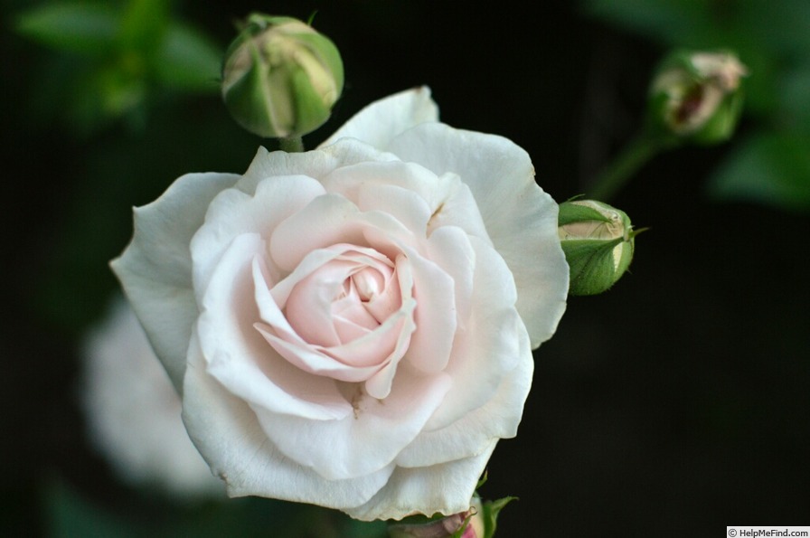 'Souvenir de la Malmaison' rose photo