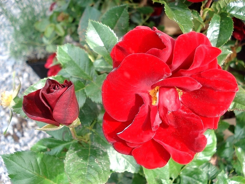 'Rose de Fleurie ®' rose photo
