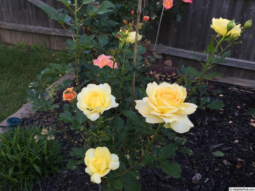 'Lord Mountbatten' rose photo