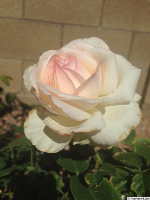 'Dermalogica Passion' rose photo