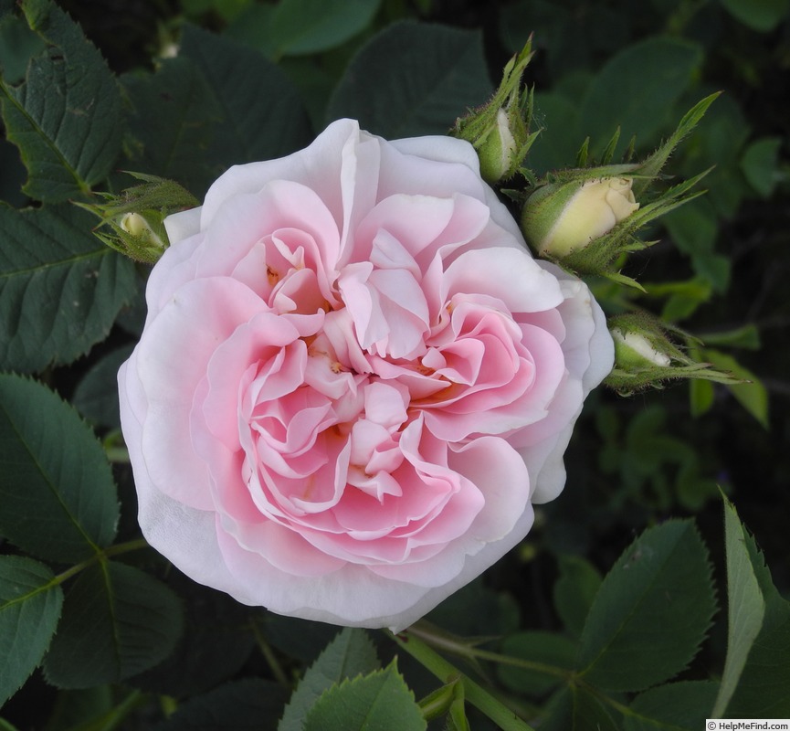 'Great Maiden's Blush' rose photo