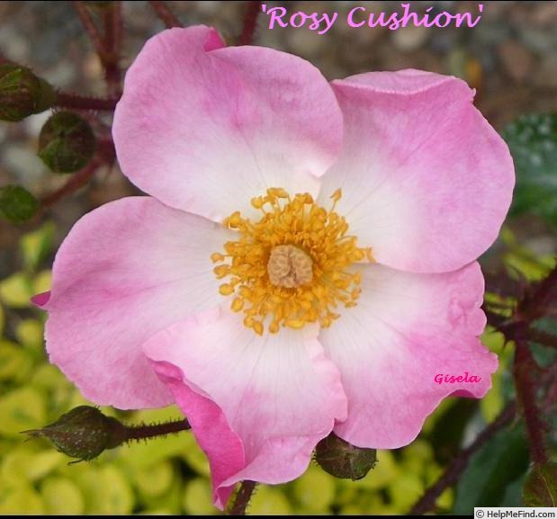 'Rosy Cushion ®' rose photo