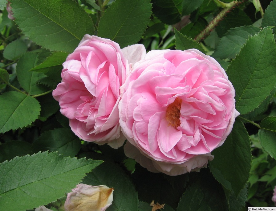 'Madame Louis Lévêque (moss, Lévêque, 1898)' rose photo