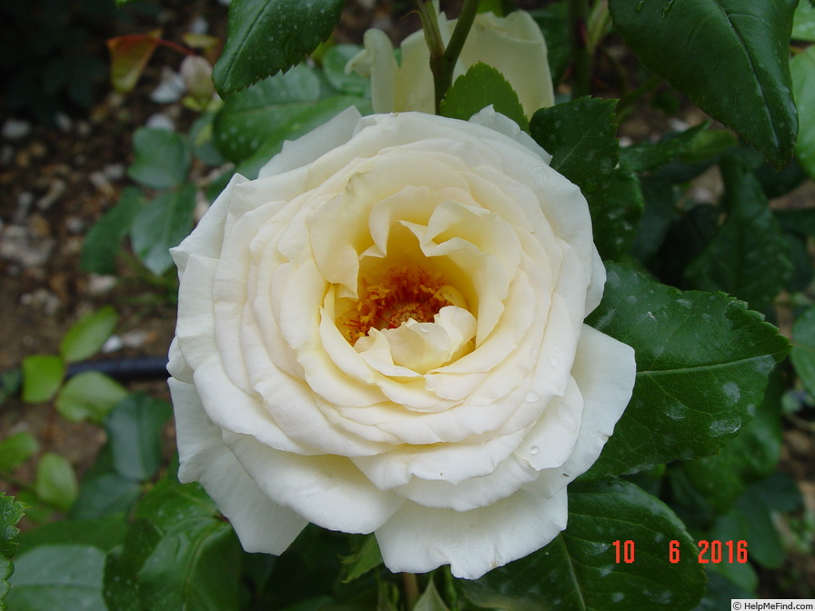 'Anastasia® (hybrid tea, NIRP, 2001)' rose photo