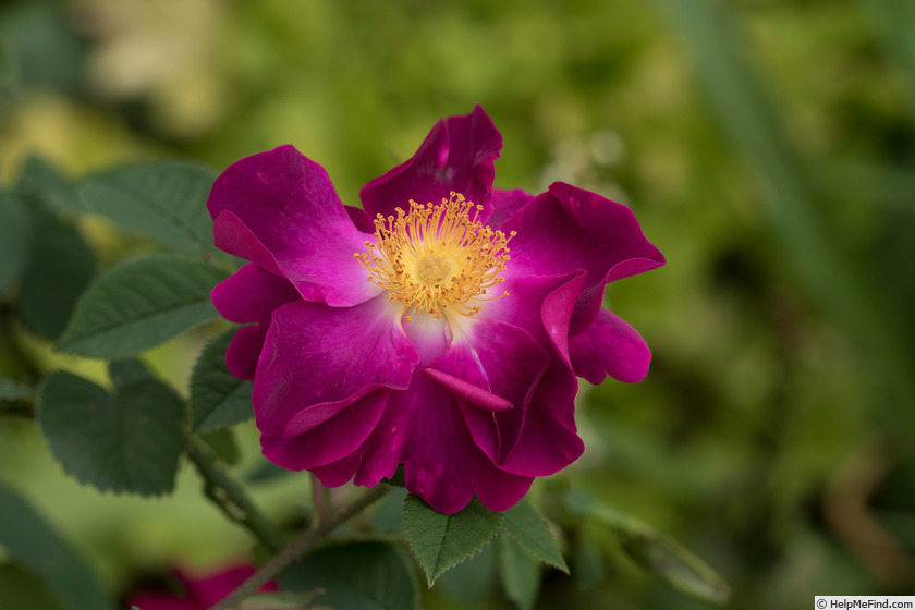 'Violacea (gallica)' rose photo