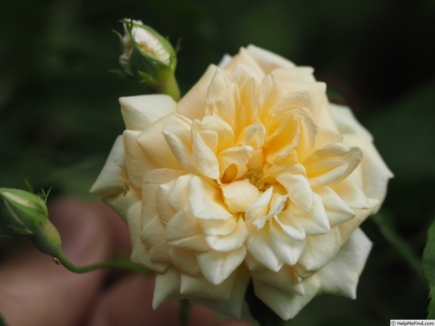 'Alister Stella Gray (noisette, Gray, 1894)' rose photo