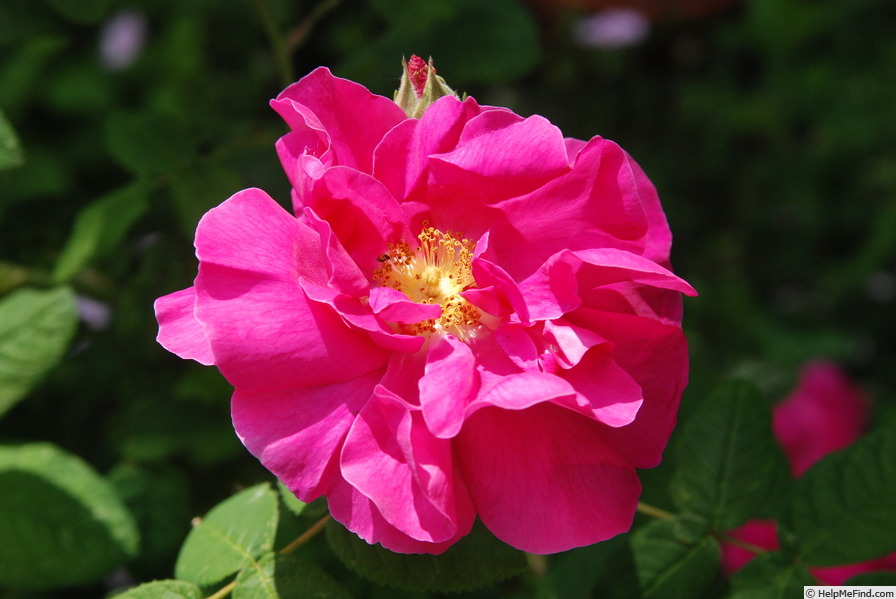 'Rosa gallica 'Officinalis'' rose photo