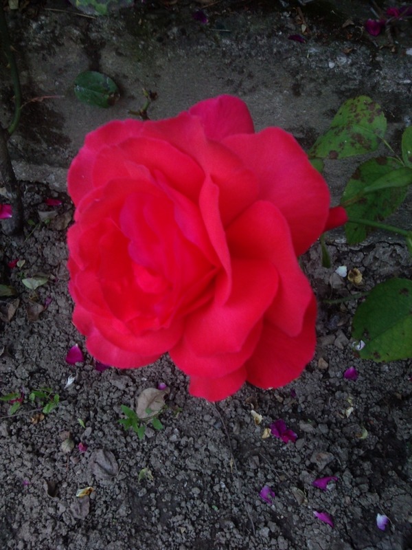 'Super Star Supreme' rose photo