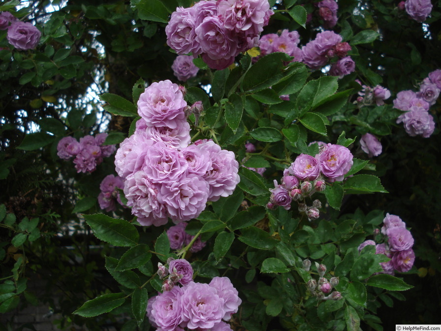 'Parník Liptov' rose photo