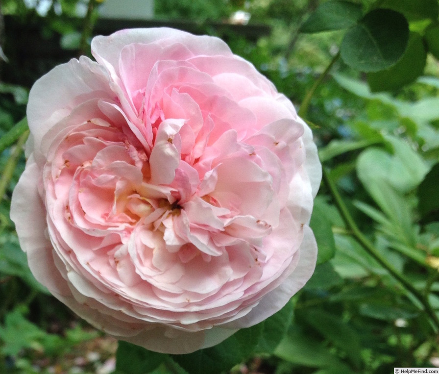'Allegra' rose photo