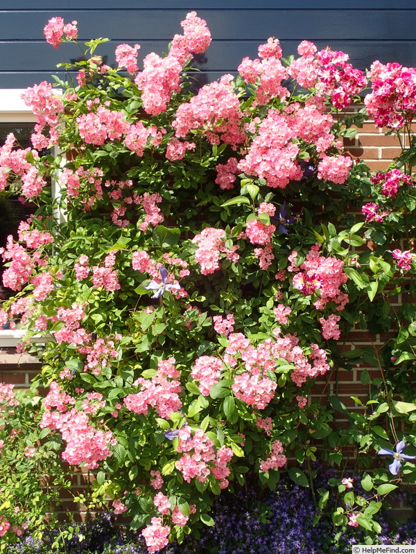 'Heinrich Conrad Söth' rose photo