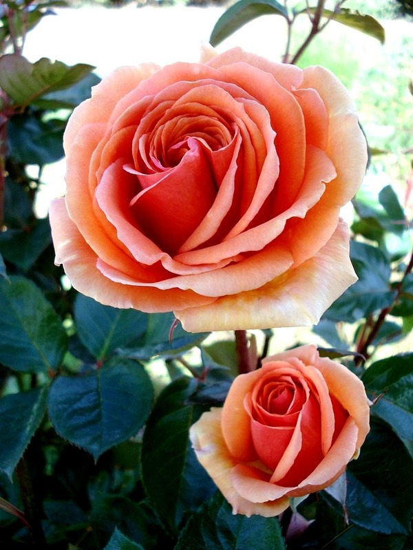 'Bora Bora ®' rose photo