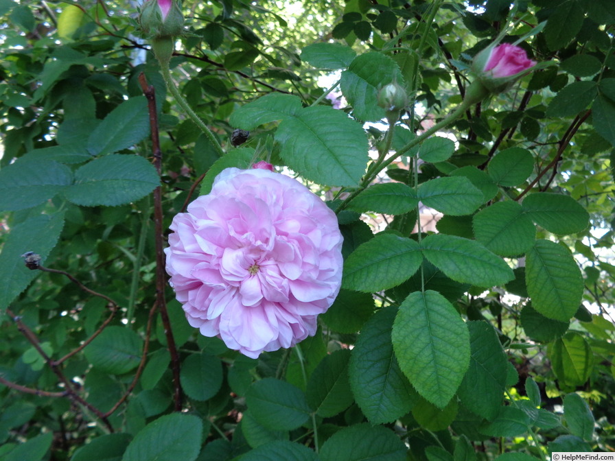 'Bella Donna (damask, by 1840)' rose photo