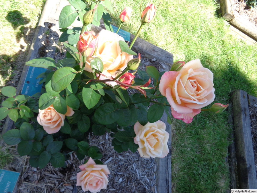 'Stokes' rose photo