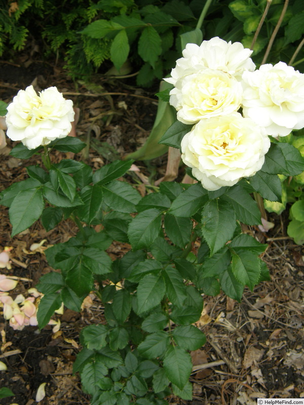 'Tchaikovski' rose photo