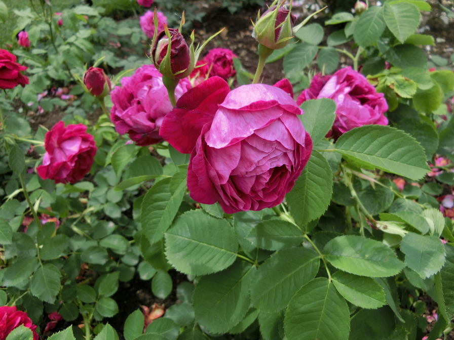 'Madame de Sévigné' rose photo