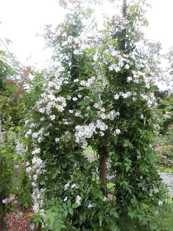 'Bennett's Seedling' rose photo