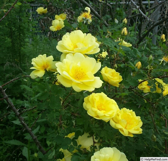 'Persian Yellow' rose photo