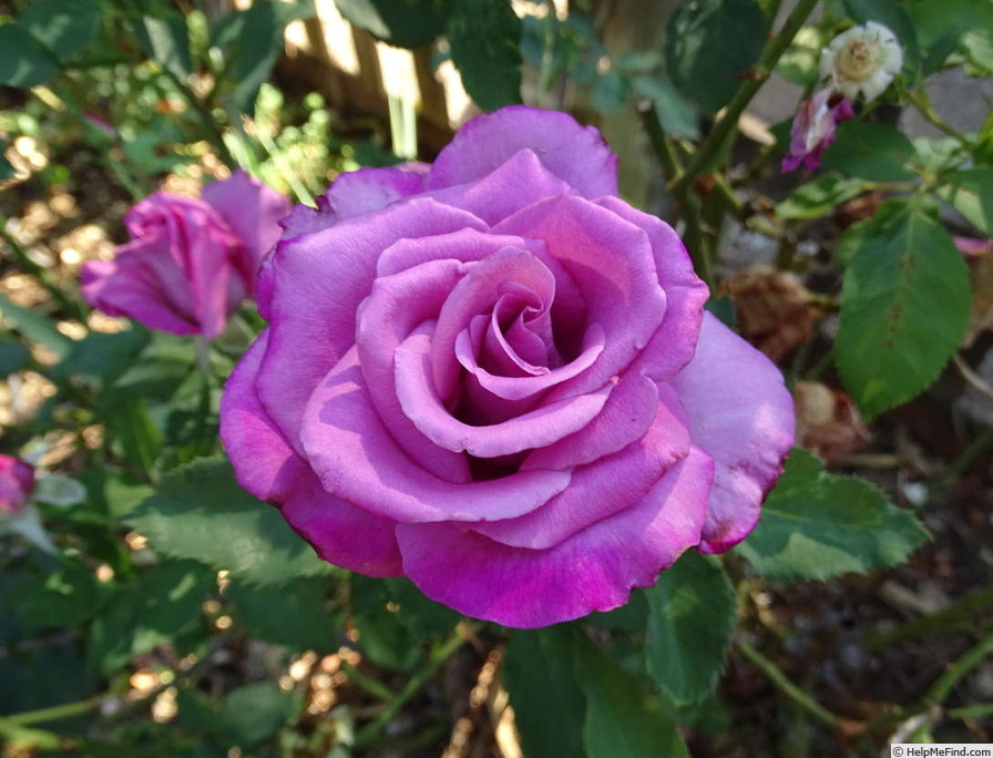 'Fragrant Plum (hybrid tea, Christensen before 1988)' rose photo