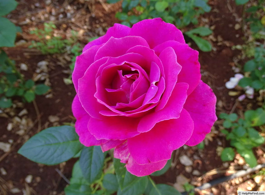 'Pretty Lady Rose™ (hybrid tea, Bédard, 2012)' rose photo