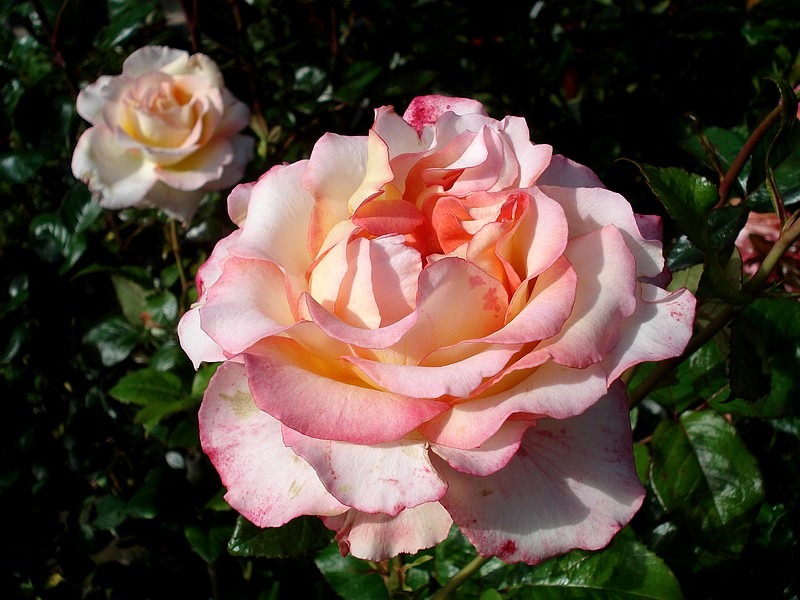 'Pierre Tchernia ®' rose photo