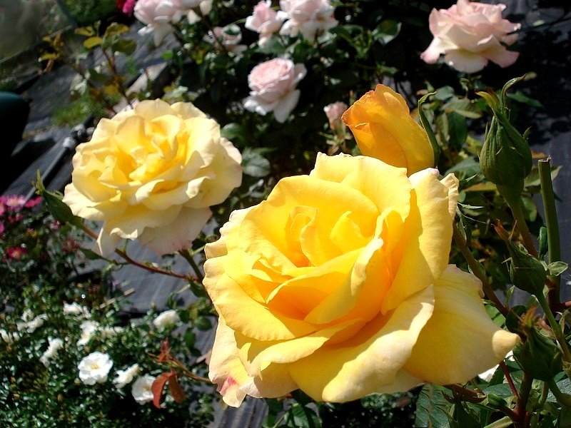 'Gold Medal' rose photo