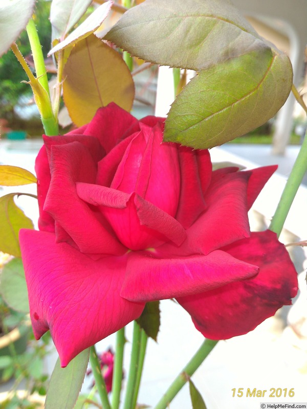 'Oklahoma (Hybrid Tea, Swim & Weeks, 1963)' rose photo