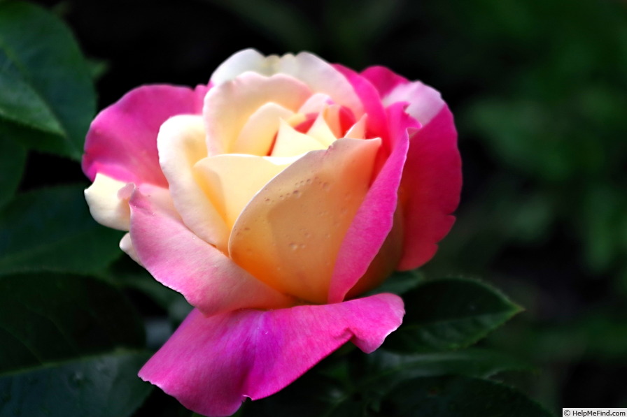 'JOHnago' rose photo