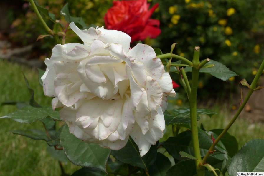 'White Masterpiece' rose photo