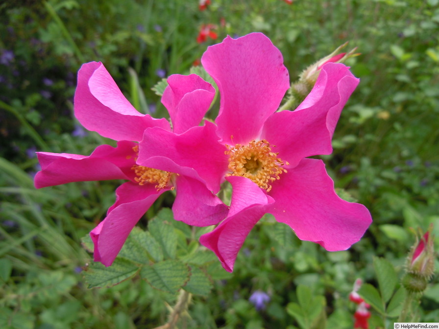 'Pink Mystery' rose photo
