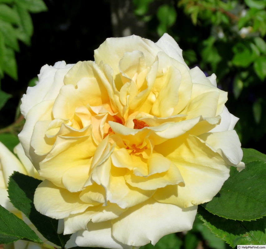 'Lady Pamela Carol' rose photo