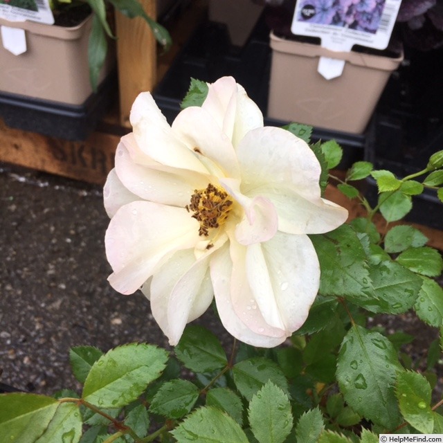 'Oscar Peterson' rose photo