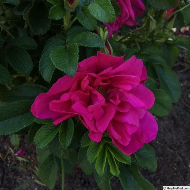 'Scarlet Pavement' rose photo