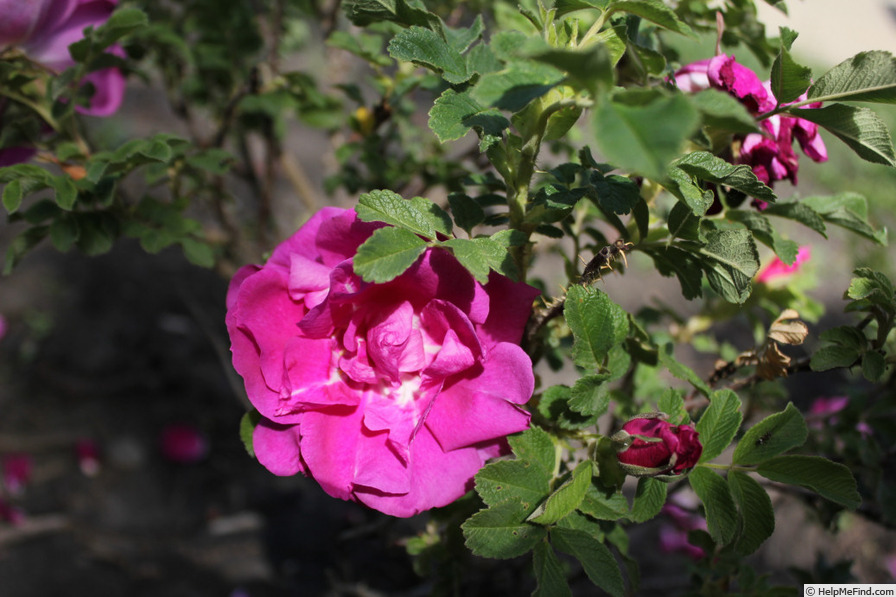 'Michel Trudeau' rose photo