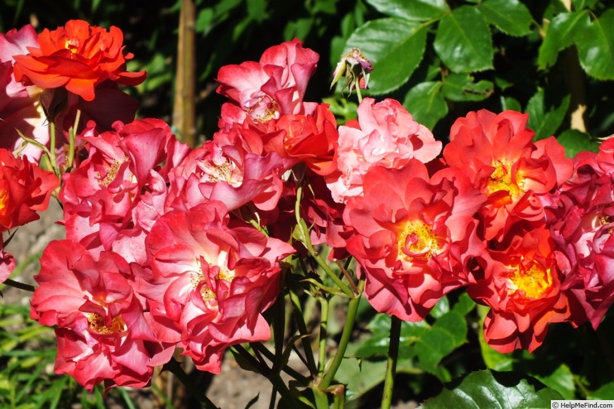 'Cinco de Mayo™ (floribunda, Carruth, 2006)' rose photo