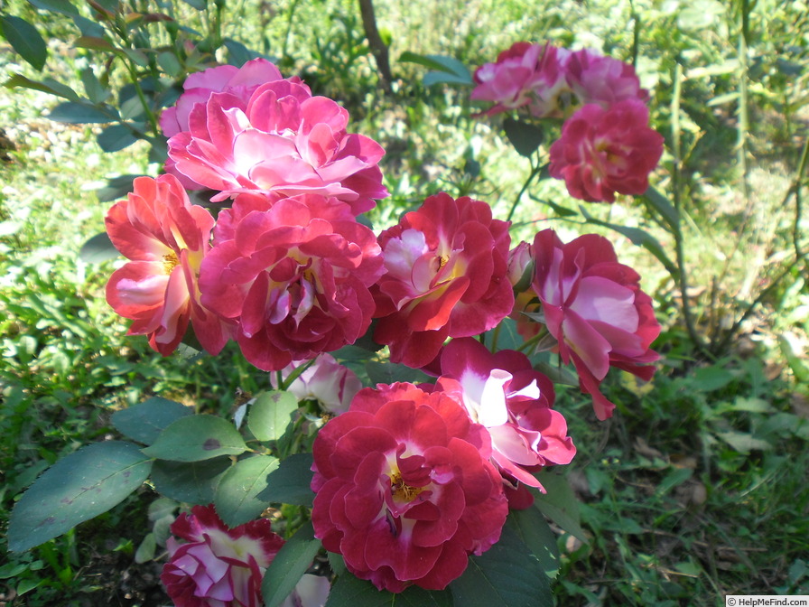 'Aline Mayrisch Rose ®' rose photo