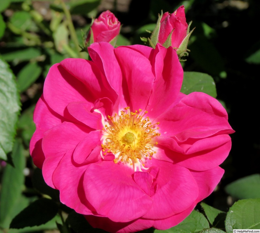 'Apothecary's Rose' rose photo