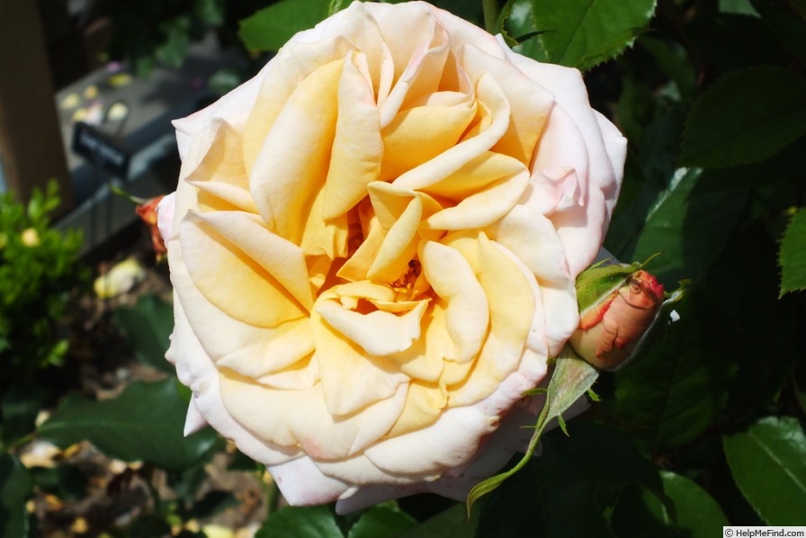 'Crème Caramel (hybrid tea, Fryer 2008)' rose photo