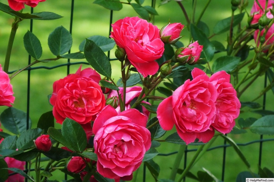 'Haka™' rose photo