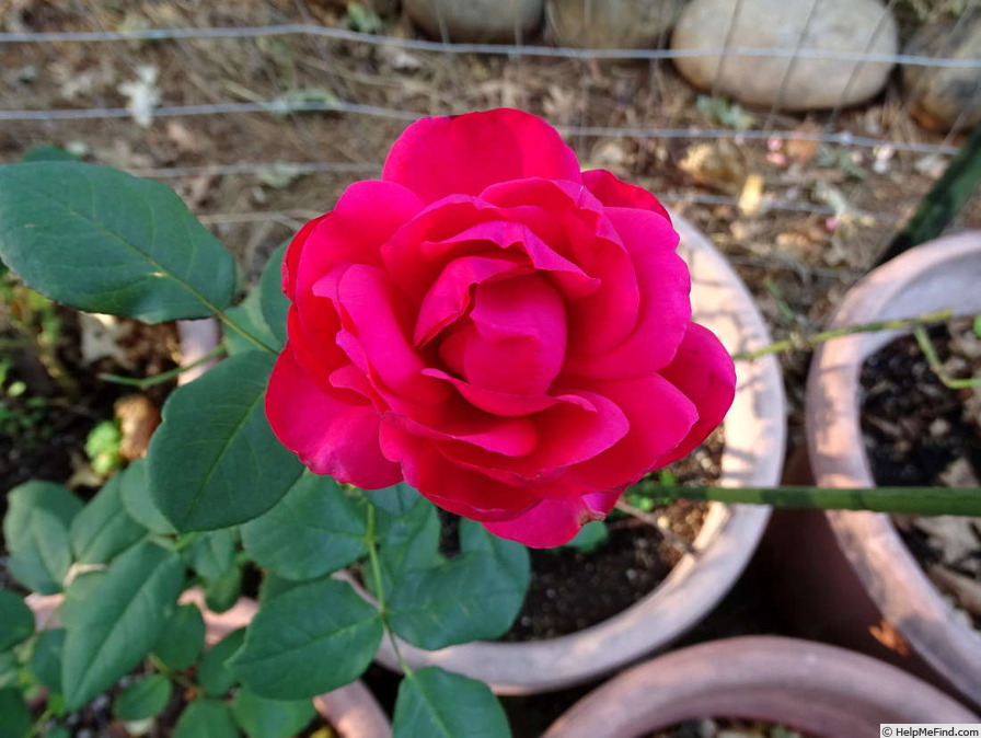'Betty Curry' rose photo
