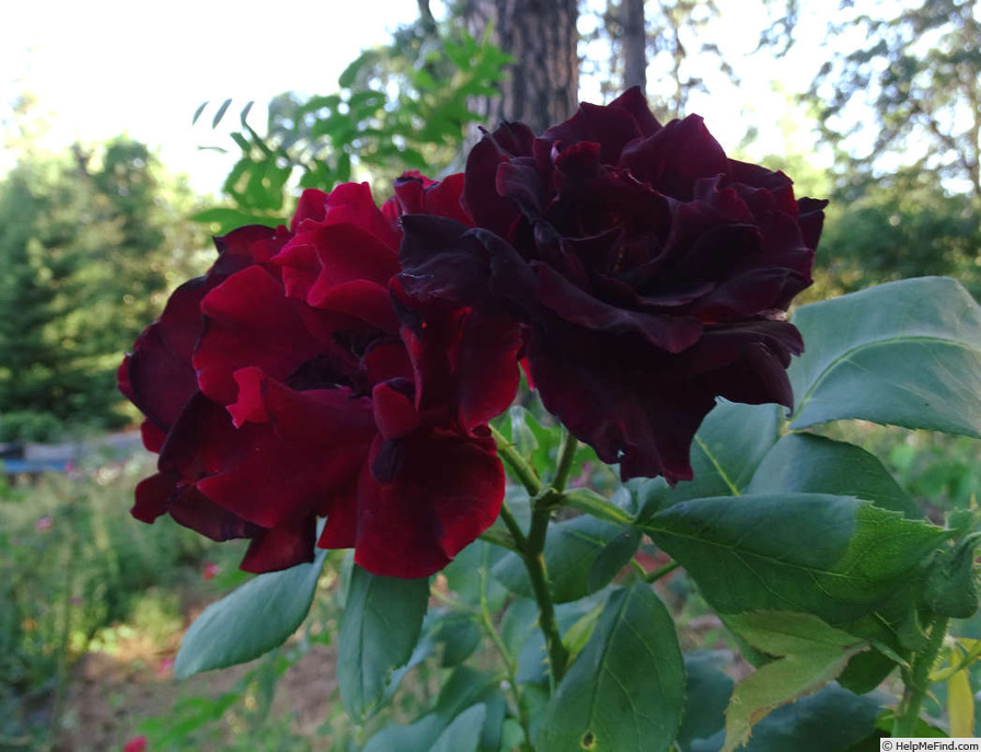 'Kuroshinju' rose photo