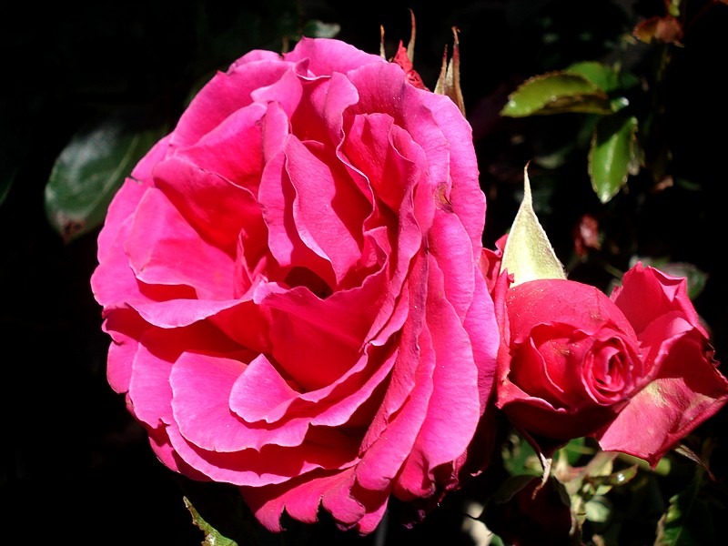 'Smooth Prince' rose photo