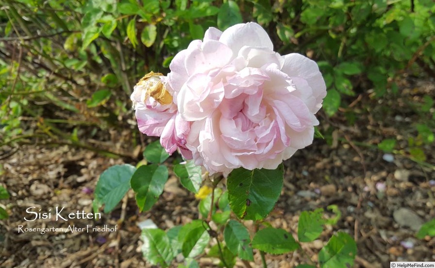 'Sisi Ketten (polyantha, Ketten, 1900)' rose, click to enlarge 'Sisi Ketten (polyantha, Ketten, 1900)' rose photo