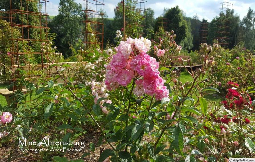 'Mme Ahrensburg' rose photo