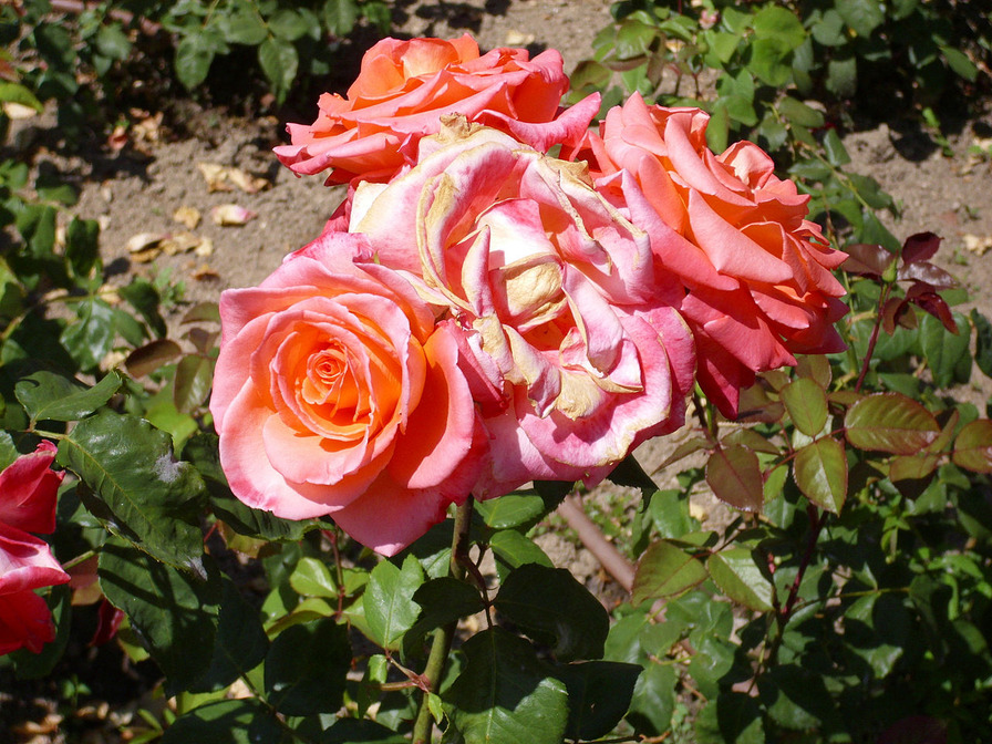 'Floricel' rose photo