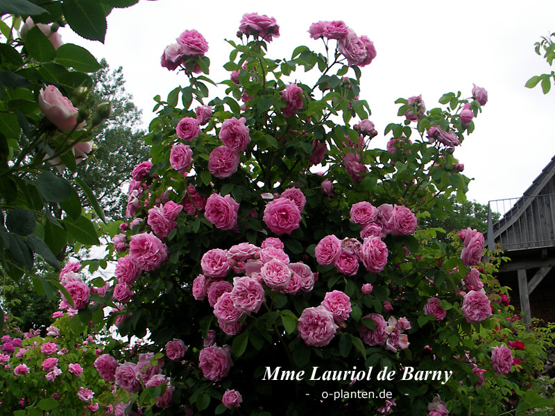 'Madame Lauriol de Barny' rose photo