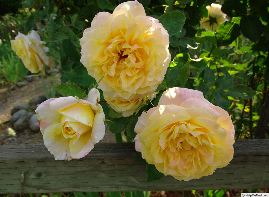 'Beryl Bach' rose photo